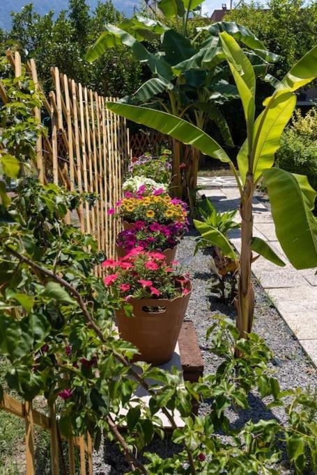 Bougainvillea House With Private Garden Faraí Eksteriør billede