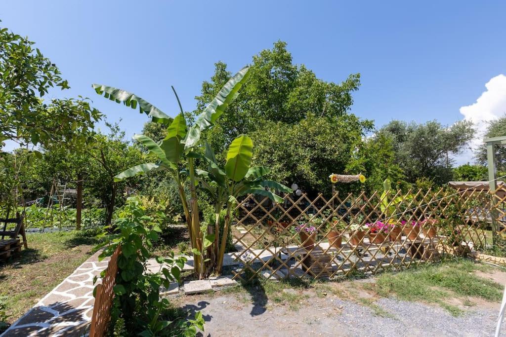 Bougainvillea House With Private Garden Faraí Eksteriør billede